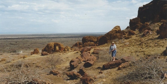 Petrified forest (2)