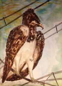 marshall eagle